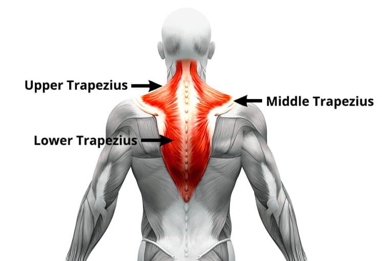 trapezius muscles 750x509 1